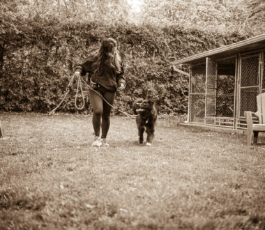 Loose leash walking
