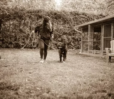 Loose leash walking