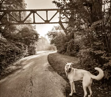 Managing Trail Encounters – Part 2