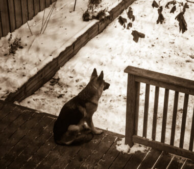 Give your dog alone time 2