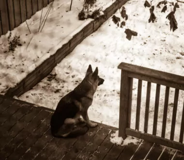 Give your dog alone time 2