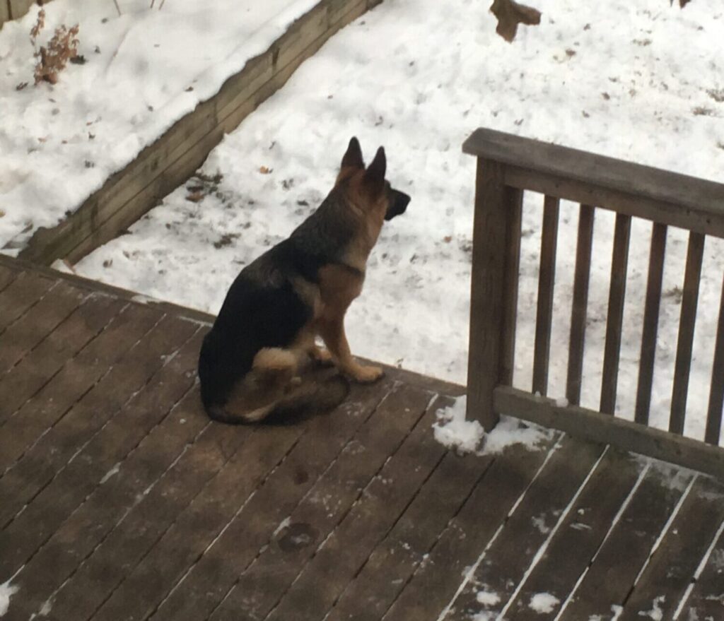 Give your dog alone time