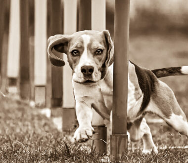 Maximize the Sport Experience 5 Tips for You and Your Dog
