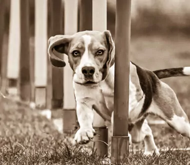 Maximize the Sport Experience 5 Tips for You and Your Dog