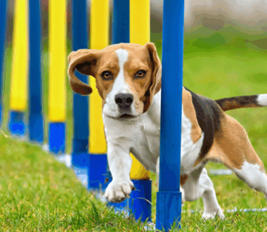dog sports