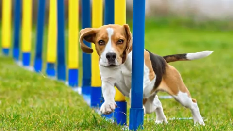 dog sports
