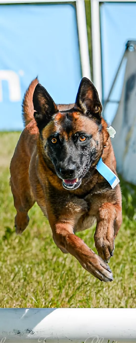 dog training photo
