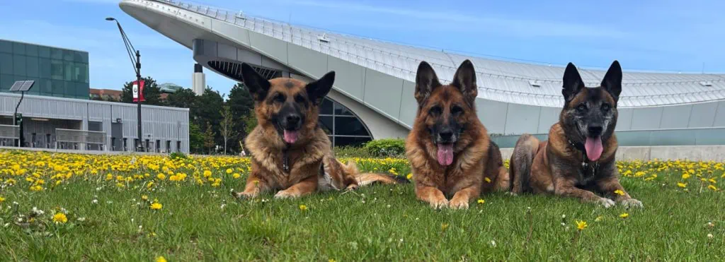 three dogs building 1024x371