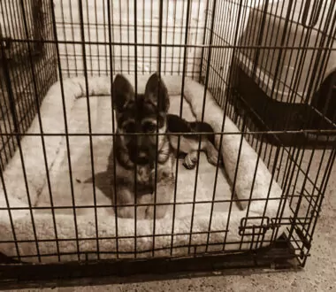 Crating vs. Crate Training