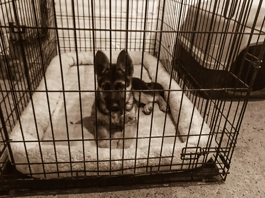 Crating vs. Crate Training