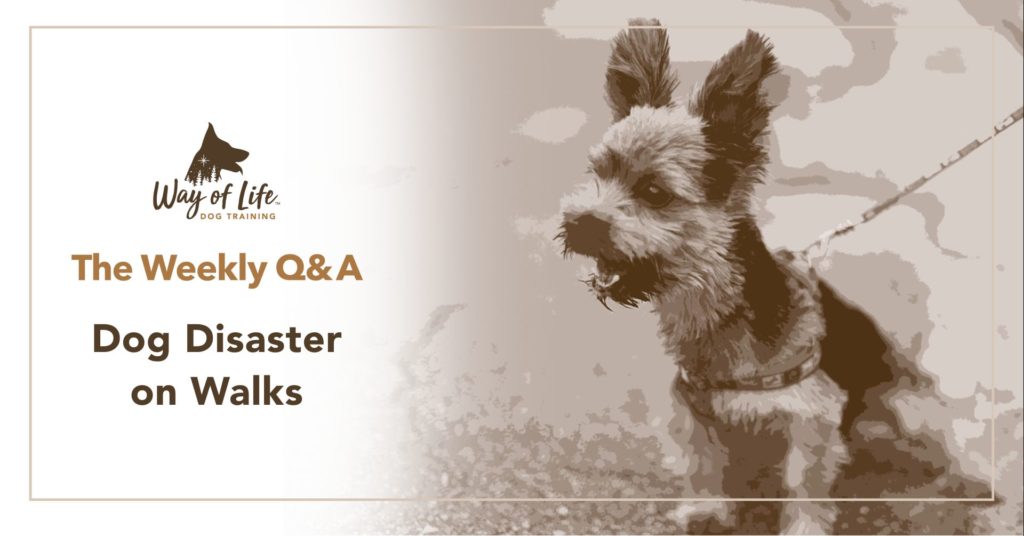 Dog Disaster on Walks