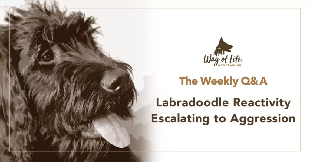 Labradoodle Reactivity