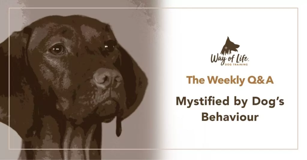 Mystified by Dog Behaviour
