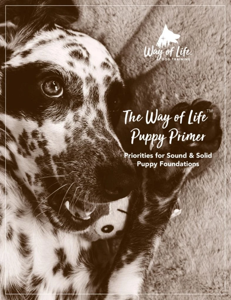 newsletter puppy primer 786x1024 1