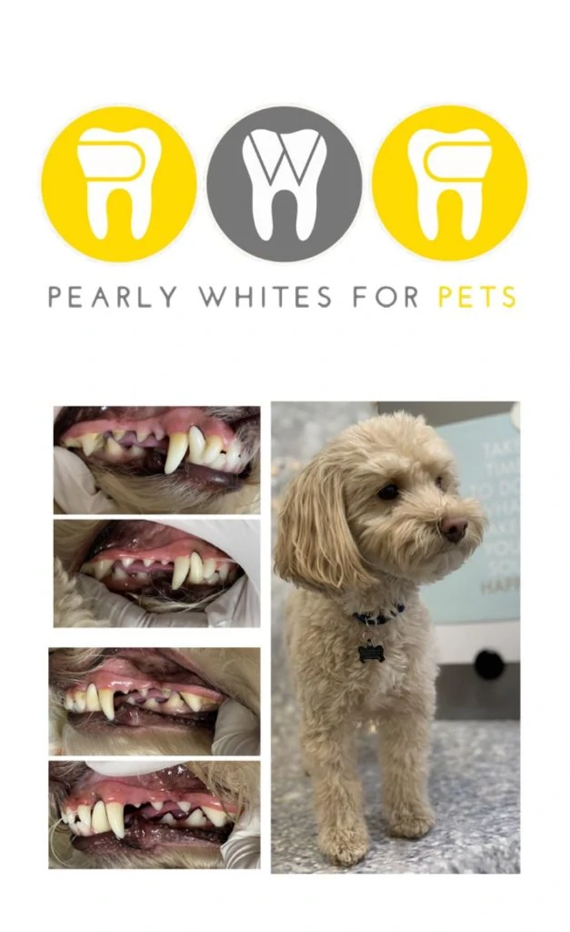 pearly whites pets 627x1024 1