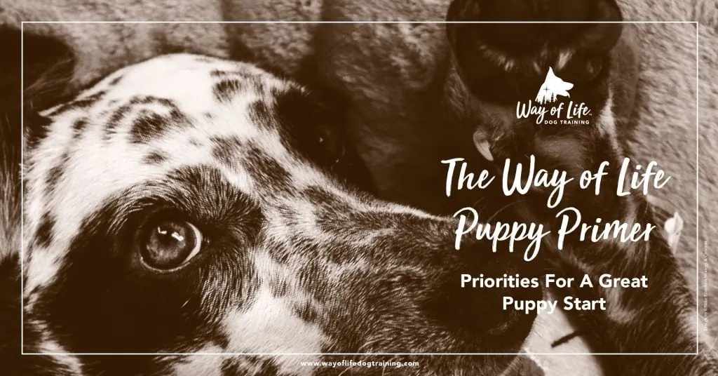 puppy primer banner 1024x536 1