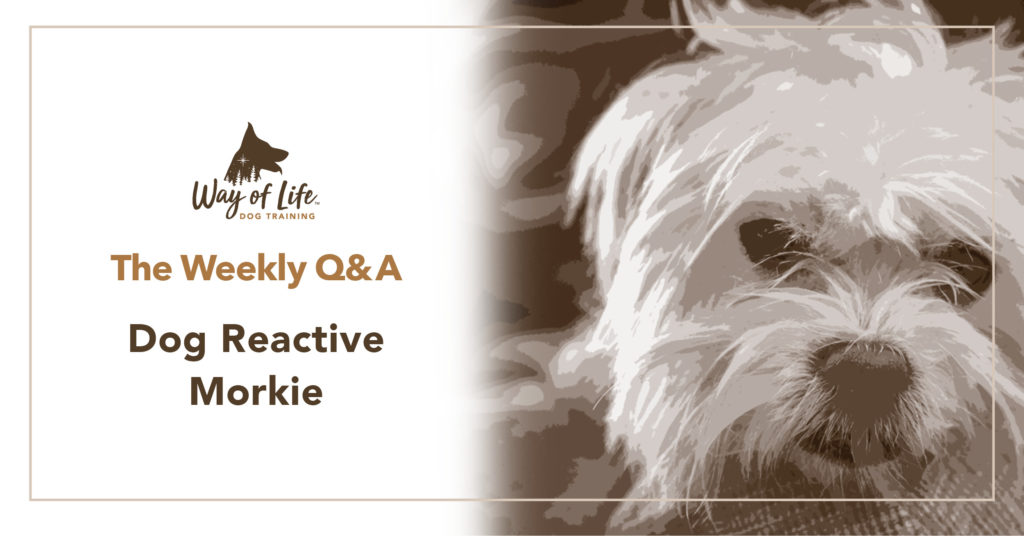 Dog Reactive Morkie