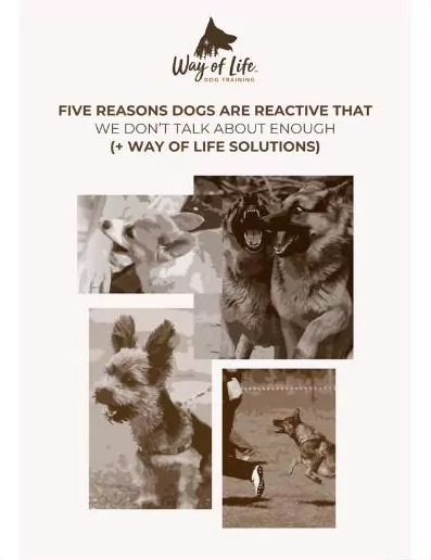 Reactive Dog PDF
