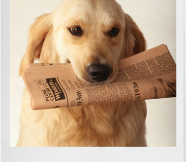 newsletter dog