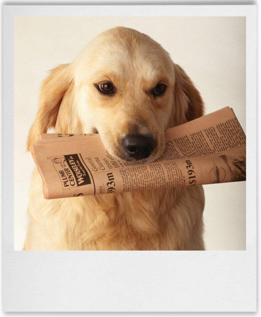 newsletter dog