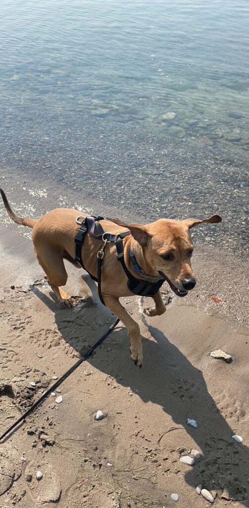 dogs ignoring things at a distance