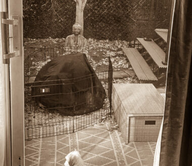 Keep Dogs Off Your Boundaries, Inside and Out