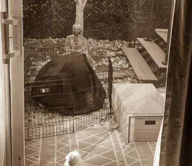Keep Dogs Off Your Boundaries, Inside and Out