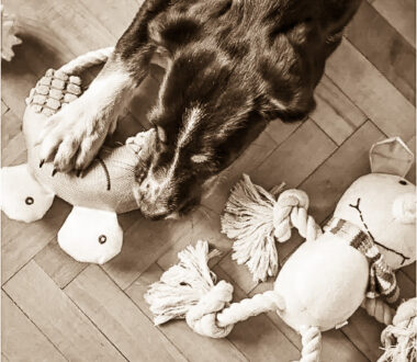 Let the Dogs Destroy Their Plush Toys