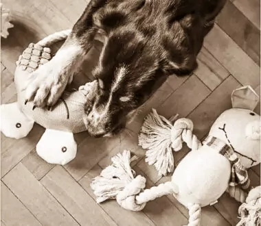 Let the Dogs Destroy Their Plush Toys