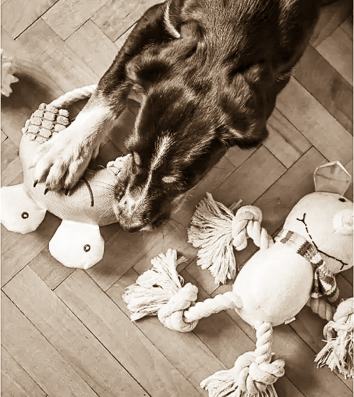Let the Dogs Destroy Their Plush Toys