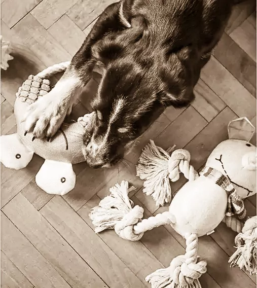 Why Do Dogs Destroy Toys: Surprising Reasons & Easy Fixes