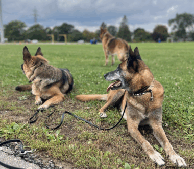 Socializing Dogs to Ignore Things nearby
