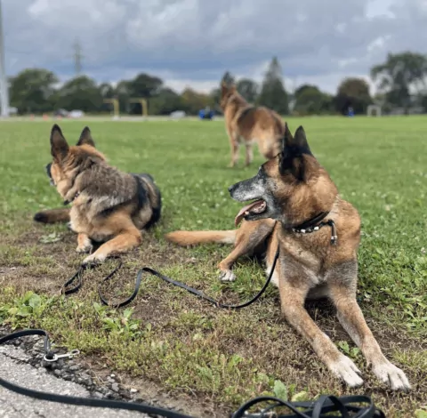 Socializing Dogs to Ignore Things nearby