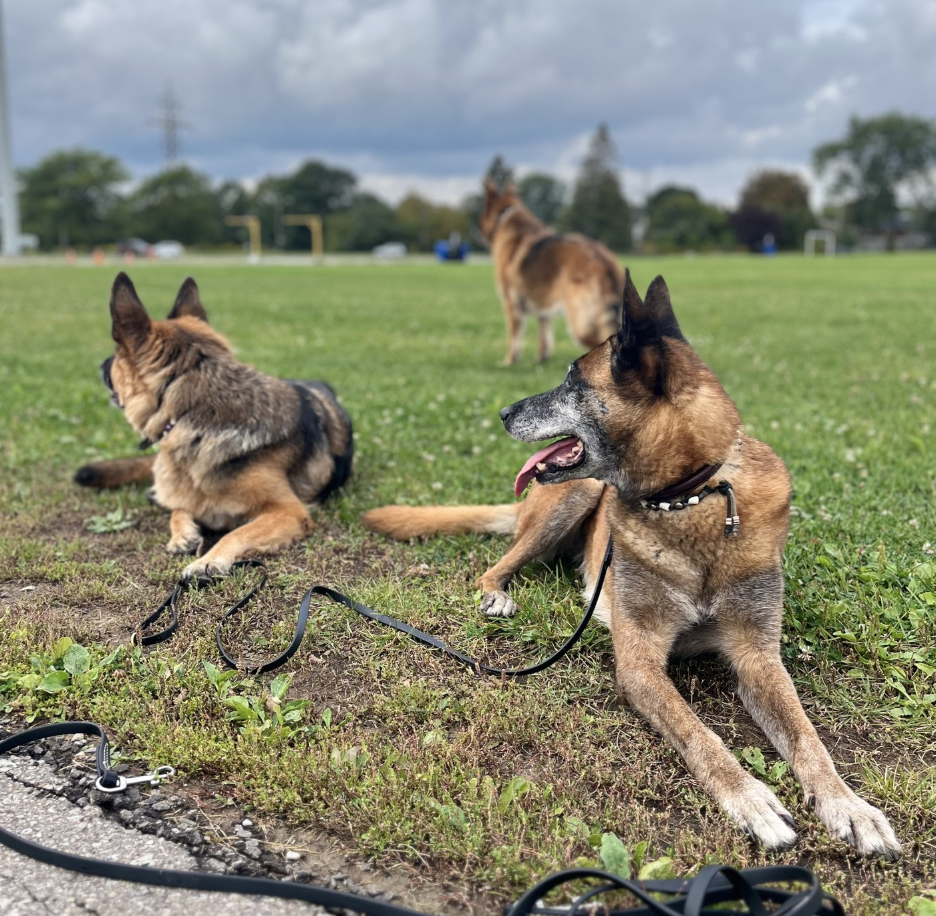 Socializing Dogs to Ignore Things nearby