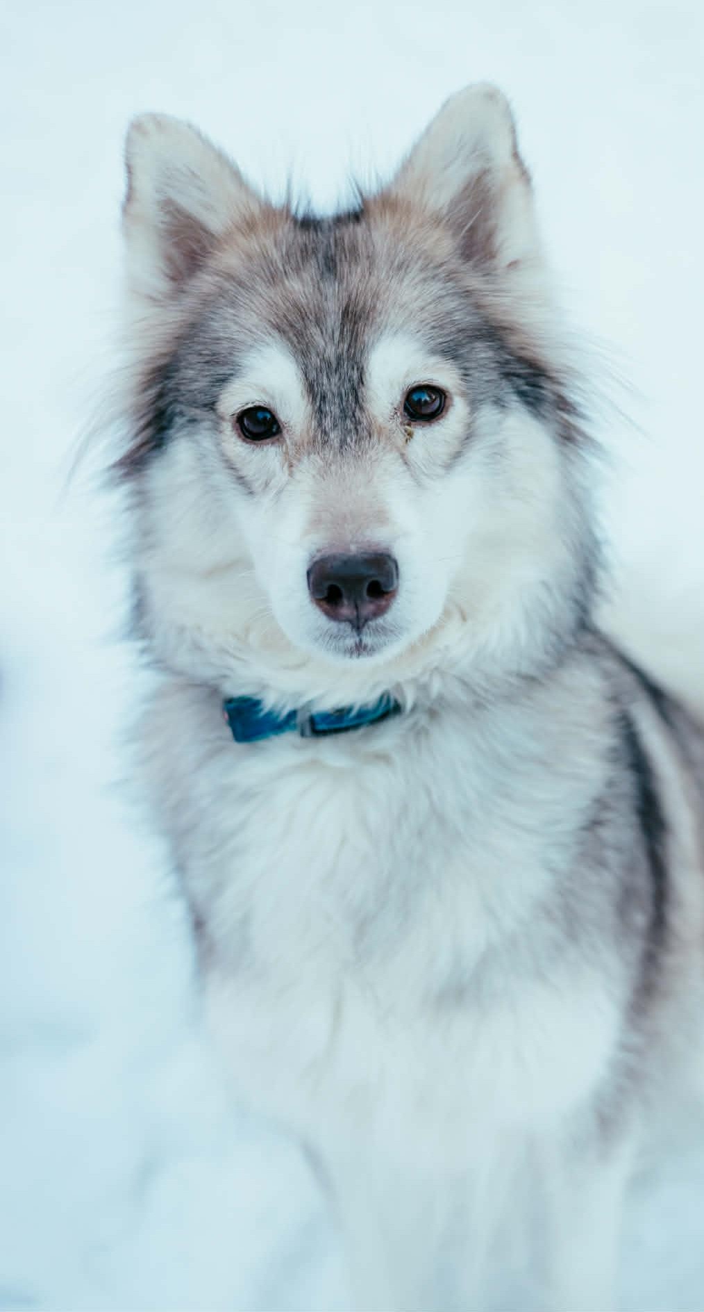 Photo of Mira to go with Anne Marie O review 2